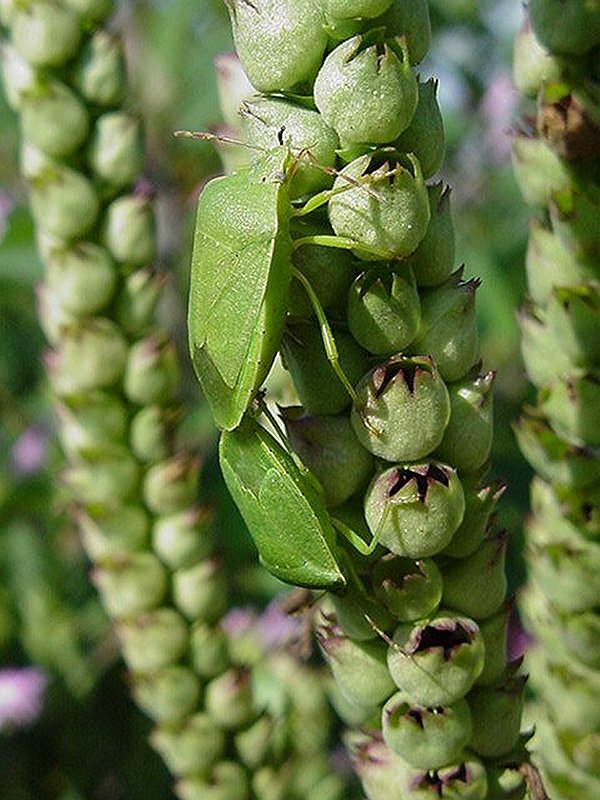 heteroptera punaises blattwanze